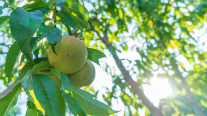 young peach on the tree close-up