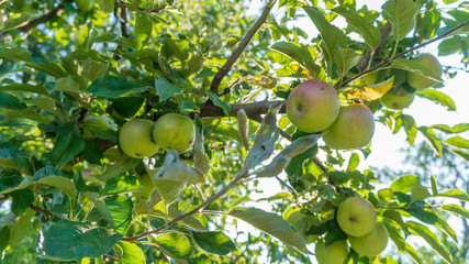 young apples on a tree close-up