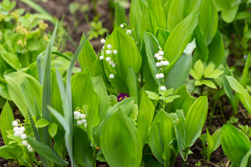 Lilies of the valley. Spring time