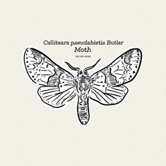 Calliteara pseudabietis Butler is a moth of the family Erebidae.