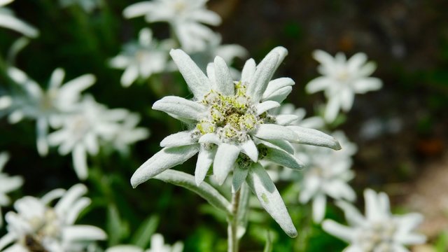 Edelwei&szlig; Blume, Bl&uuml;ten in den Alpen