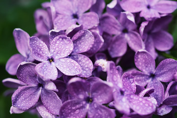 Lilac flowers macro