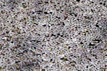 《弘前公園の桜》青森県弘前市