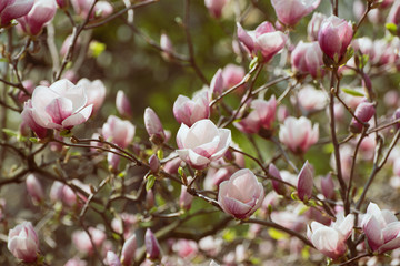 Magnolia spring flowers