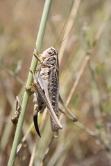  Grasshopper (Decticus verrucivorus) sitting on a branch
