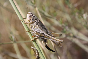  Grasshopper (Decticus verrucivorus) sitting on a branch