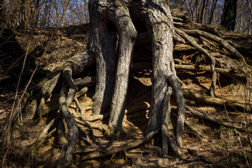 Powerful pine roots growing on the surface
