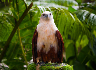 philippine eagle