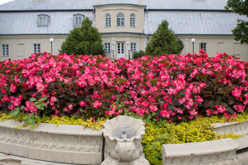 Fototapeta na wymiar Bright pink begonia flowers against the backdrop of a beautiful lawn and a beautiful castle building on a summer day.