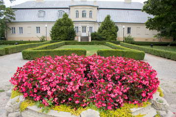 Fototapeta na wymiar Bright pink begonia flowers against the backdrop of a beautiful lawn and a beautiful castle building on a summer day.