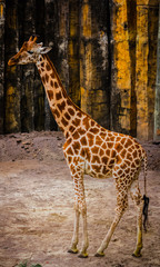 Obraz premium Giraffe