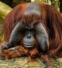 sleepy orangutan © laren
