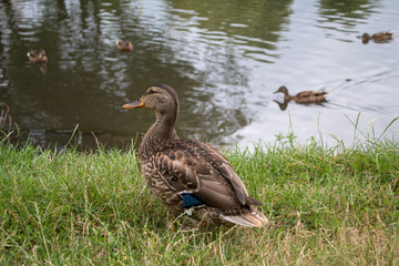 Wild ducks bask in the sun near the lake in summer day.