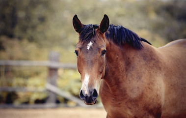 Portrait of a horse with an asterisk on his forehead