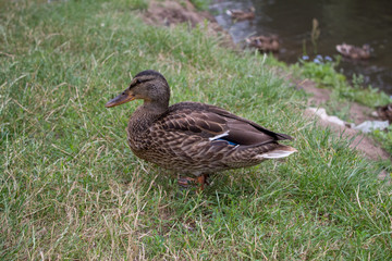 Wild ducks bask in the sun near the lake in summer day.