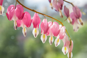 pink flowers on green background. closeup of flower broken heart on green blurred background. pink...