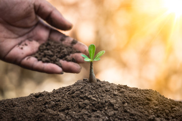 A hands protecting plant and growing young tree on soil. Protect nature for sustainability or environment concept