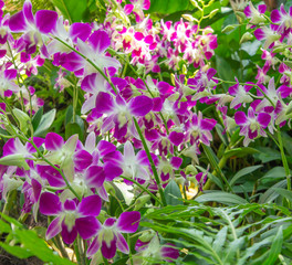 Naklejka premium variegated orchid bushes in the garden. variegated white and pink dense thickets of lush fresh orchids in the summer garden. rare orchid in the tropics