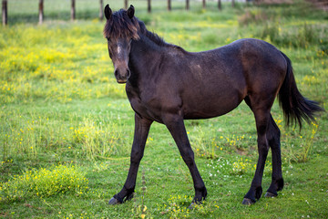 Black farm beautiful horse