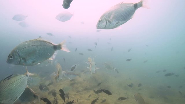 School of the Diplodus annularis fish