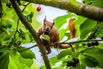 Rostbraunes Eichhörnchen mit Kirsche im Maul, das sich zwischen den Blättern im verzeigten Baum...