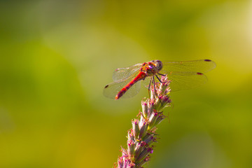 Libelle auf blume