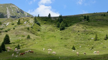 Halflinger Pferde in Südtirol, in den Bergen