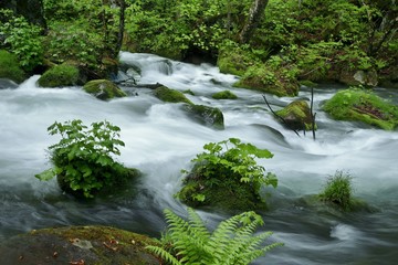 《新緑の奥入瀬渓流》青森県十和田市