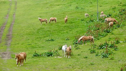 Halflinger Pferde in Südtirol, in den Bergen