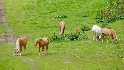 Fototapeta na wymiar Halflinger Pferde in Südtirol, in den Bergen
