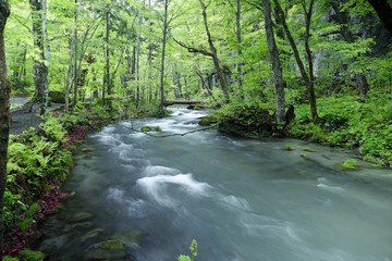 《新緑の奥入瀬渓流》青森県十和田市