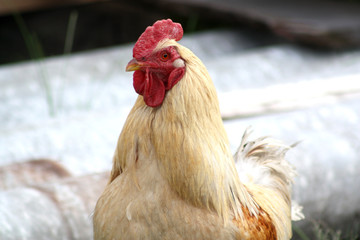 rooster on a farm with a red scallop portrait