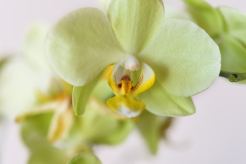 Beautiful yellow-green orchid flower (Cattleya Orchids, Cattleya labiata) isolated ot white background. Macro photography, wallpaper, pattern, selective focus.