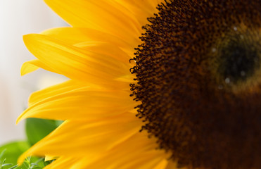 Close up image of SunFlower Background with real beautiful bokeh. Macro photography, wallpaper, pattern, selective focus.
