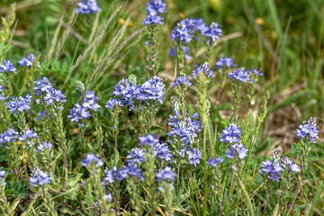 field of blue flowers