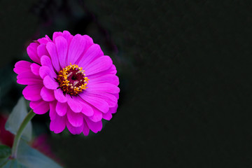 Closeup of pink flowerhead