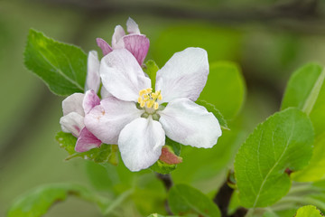 Apple blossom