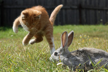 red cat jumping next to a gray rabbit on the grass