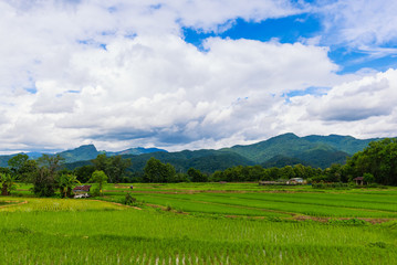 Fototapeta na wymiar Terraced rice on Mountain, Nan Province, Northern of Thailand