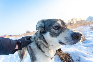 a gray dog with a contented look enjoys stroking the fur