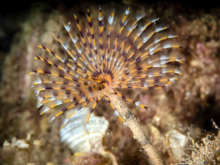 Underwater photograph of a spirograph Sabella spallanzanii, in the Mediterranean Sea