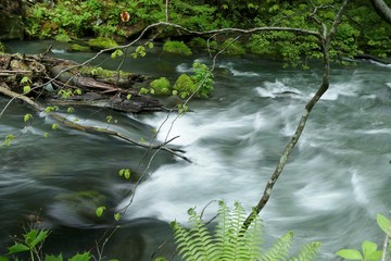 《新緑の奥入瀬渓流》青森県十和田市