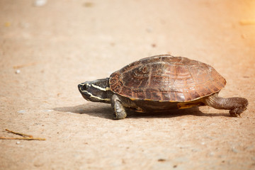 The little turtle is walking on a concrete road