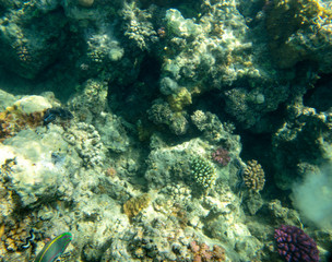 sea fish near coral, underwater