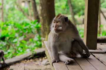 Gray monkey portrait looking at the camera sitting on wooden platform