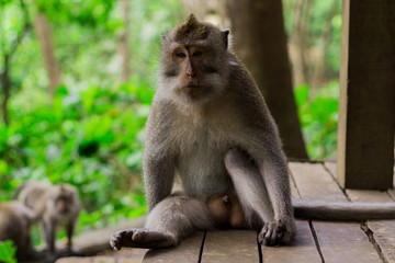 Naklejka na ściany i meble Gray monkey portrait looking at the camera sitting on wooden platform