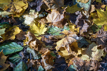 Autumn background with maple leaves, close up