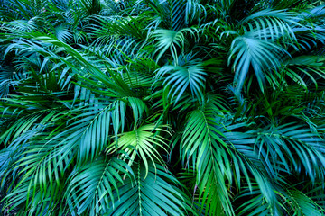 Tropical Palm leaves for background, Green leaves of tropical forest plant for nature pattern and background, Sweet Spring concept, design with copy space for text. soft focus.