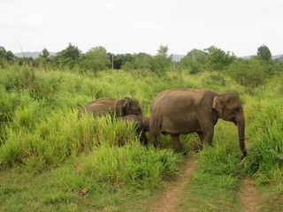 Fototapeta premium mother and baby elephants in sri lanka