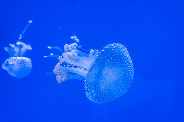 aquarium of jellyfish, fish, seaweed